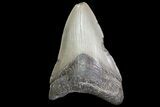 Bargain, Fossil Megalodon Tooth #72481-1